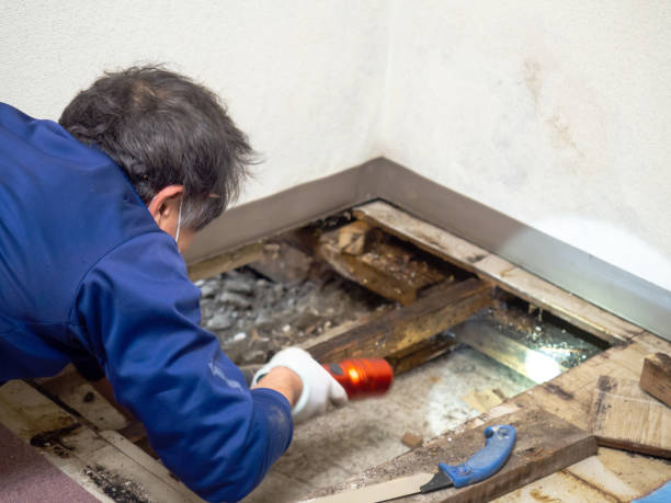 Certified Mold Removal in Arnaudville, LA