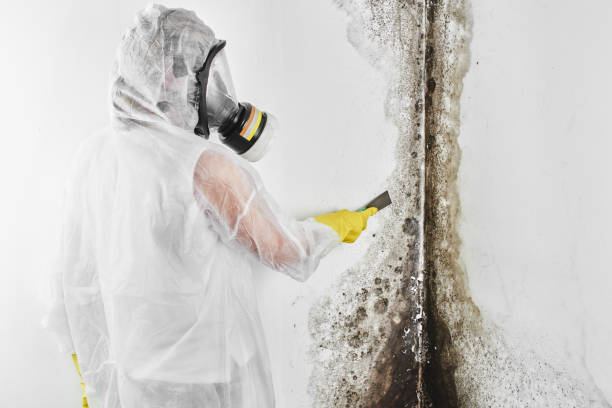 Best Certified Mold Removal  in Arnaudville, LA