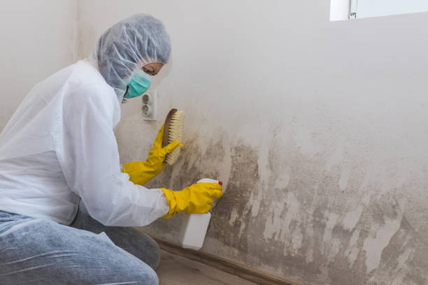 Best Professional Mold Removal  in Arnaudville, LA
