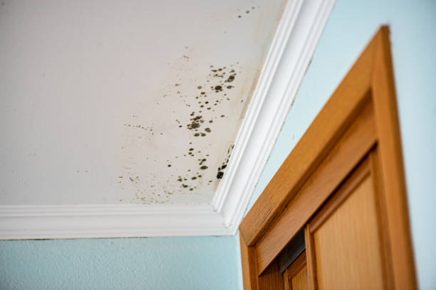 Best Emergency Mold Removal  in Arnaudville, LA
