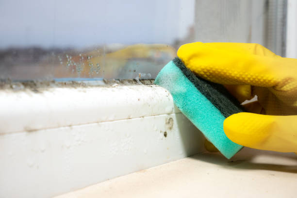 Best Affordable Mold Removal  in Arnaudville, LA