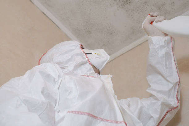 Best Mold Damage Repair  in Arnaudville, LA