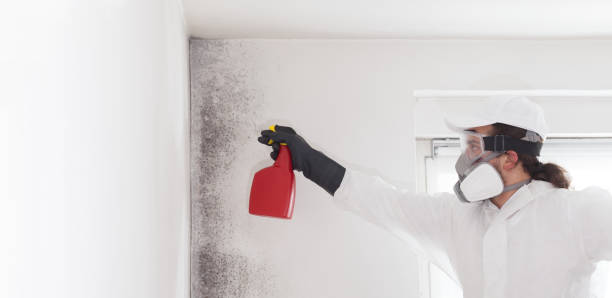Professional Mold Removal in Arnaudville, LA