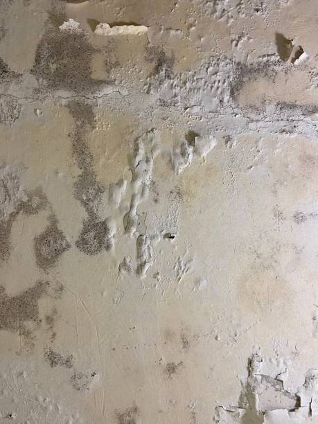 Best Mold Testing  in Arnaudville, LA